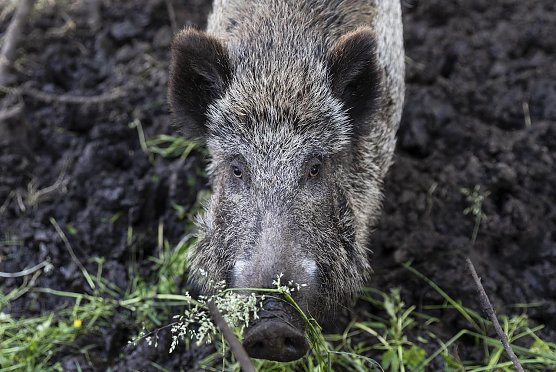 Wildschwein (Foto: Vier Pfoten ) Wildschwein (Foto: Vier Pfoten )