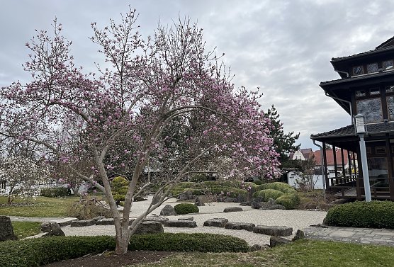 Die ersten B&auml;ume im Japanischen Garten Bad Langensalza beginnen zu bl&uuml;hen (Foto: oas)