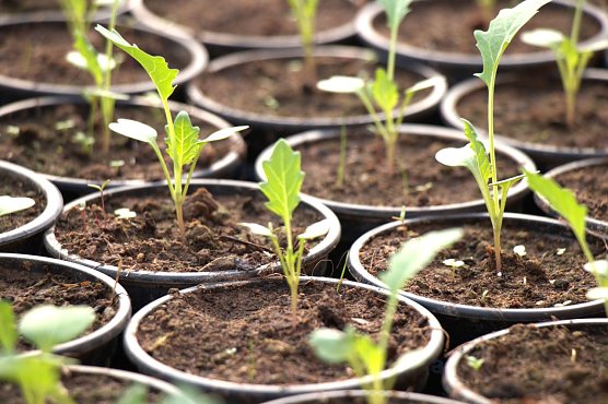 Die Anzucht hat begonnen (Foto: Horizont-Verein)