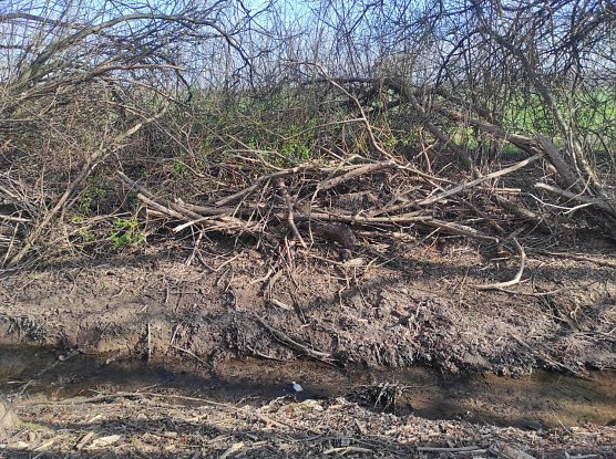 Ufer am R&ouml;ssingsbach (Foto: D. F&ouml;rster)