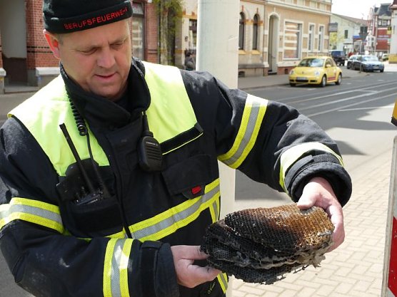 Das Wespennest (Foto: Angelo Glashagel) Das Wespennest (Foto: Angelo Glashagel)