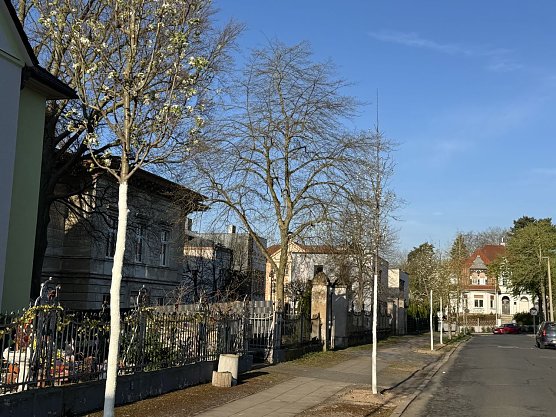 Neue Bäume in der Köllingstraße (Foto: Stadt Nordhausen) Neue Bäume in der Köllingstraße (Foto: Stadt Nordhausen)