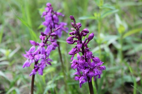 Stattliches Knabenkraut (Foto: ppln) Stattliches Knabenkraut (Foto: ppln)