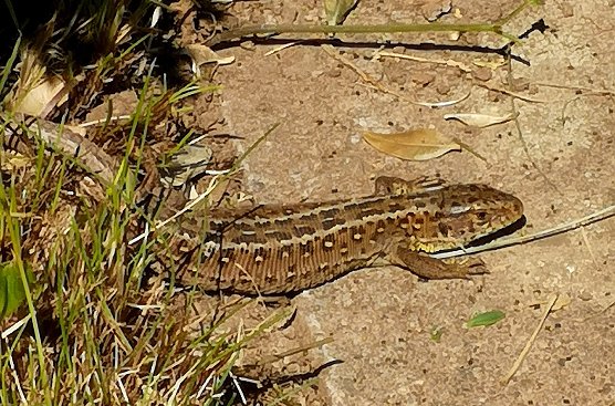 Fr&uuml;hlingserwachen im Garten mit Zauneidechse (Foto: S. Boikat)
