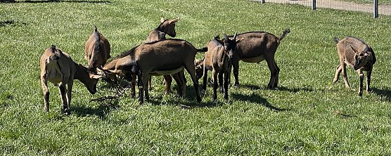 Almauftrieb Sophienhof 2025 (Foto: vgf) Almauftrieb Sophienhof 2025 (Foto: vgf)