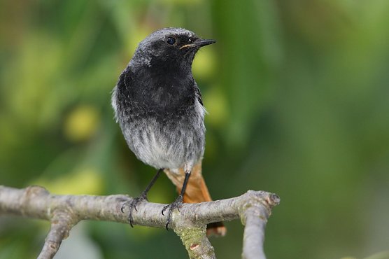 Ein Hausrotschwanz (Foto: Frank Derer) Ein Hausrotschwanz (Foto: Frank Derer)