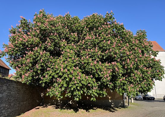 Kastanie in voller Blüte (Foto: oas) Kastanie in voller Blüte (Foto: oas)