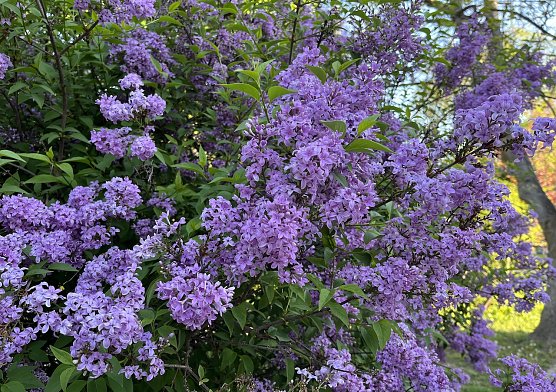 Sonnig, warm und kein Regen (Foto: oas)