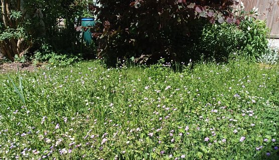 Bl&uuml;hwiese der WBG (Foto: Anton Adlerauge)