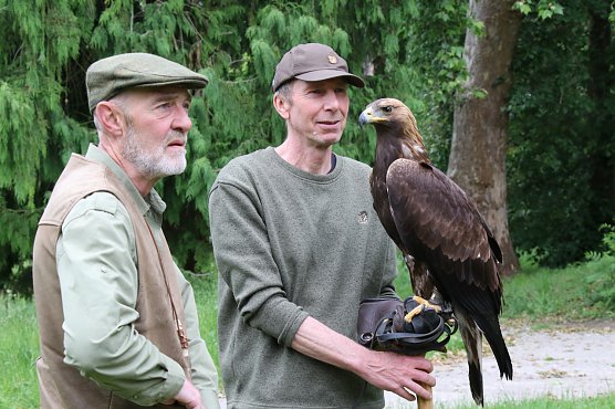 So nah kommt man einem Steinadler nicht alle Tage - Reiner Gulyasch aus St&ouml;ckey hatte neben dem "Terzel" auch zwei "Harris Hawks" mitgebracht (Foto: agl)