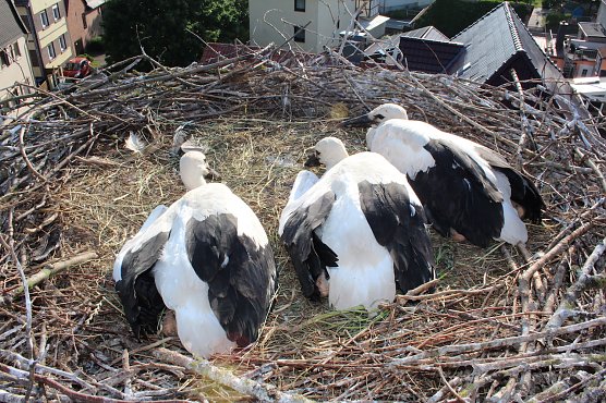 Aufregung im Storchennest: Die Jungtiere wurden beringt (Foto: Nancy Hoffmann)