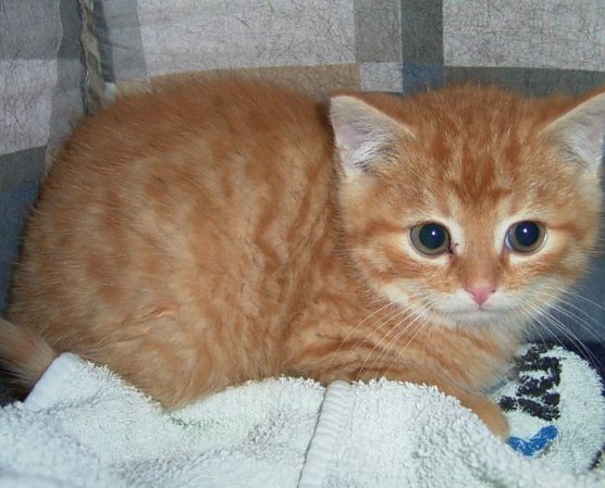 Tieren helfen (Foto: privat)