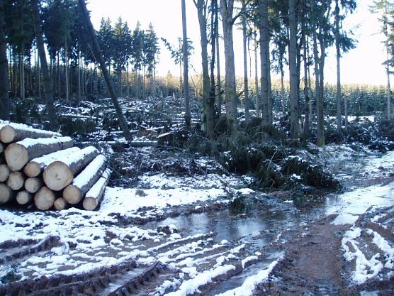 Blick in den S&uuml;dharzer Wald (Foto: Forstamt)