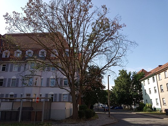Baum wird langsam aber sicher zur Gefahr (Foto: Anton Adlerauge)