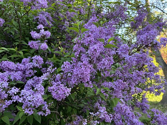 Morgen stürmischer (Foto: oas) Morgen stürmischer (Foto: oas)