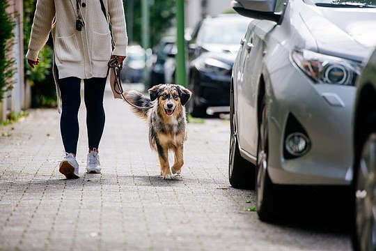 Hunde im Urlaub: Was gilt es zu beachten? (Foto: ADAC) Hunde im Urlaub: Was gilt es zu beachten? (Foto: ADAC)