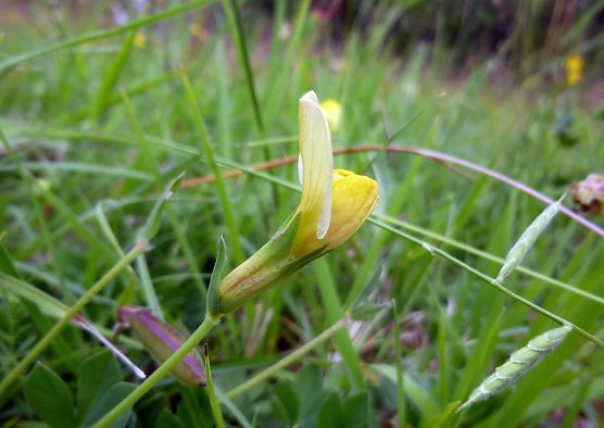 Die Gelbe Spargelerbse (Lotus maritimus) geh&ouml;rt zu jenen stark gef&auml;hrdeten Pflanzenarten, die wir auf der Wiese bei Bleicherode erhalten. (Foto: B. Schwarzberg)