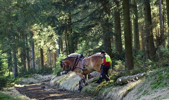 Das R&uuml;cken von Holz mit Pferden entspricht bei vielen Waldbesuchenden den Vorstellungen einer naturvertr&auml;glichen Waldbewirtschaftung (Foto: Th&uuml;ringenForst-A&ouml;R)