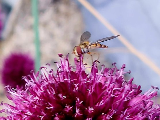 Schwebfliege (Foto: Cora Aderhold) Schwebfliege (Foto: Cora Aderhold)