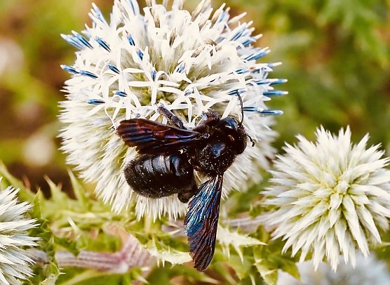 Holzbiene an Einerv Blüte (Foto: Yvonne Werner) Holzbiene an Einerv Blüte (Foto: Yvonne Werner)