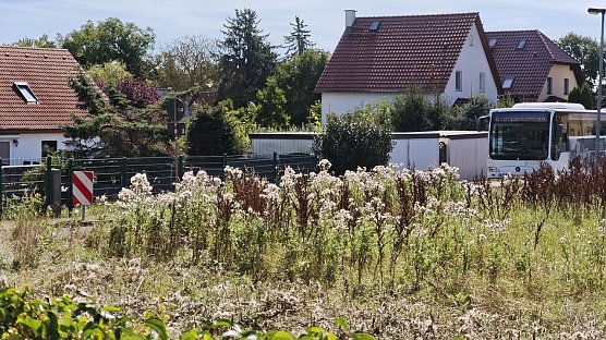 Umleitung mit Blick auf Biotop (Foto: nnz)