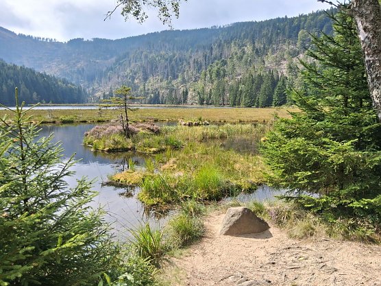 Herrlicher Bayrischer Wald (Foto: R. Frank)