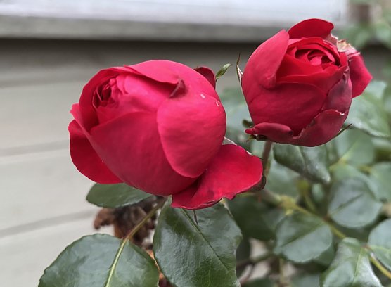 Die letzten Herbstrosen (Foto: oas) Die letzten Herbstrosen (Foto: oas)