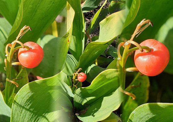 Die Beeren des Maigl&ouml;ckchens (Foto: J.Retzek)