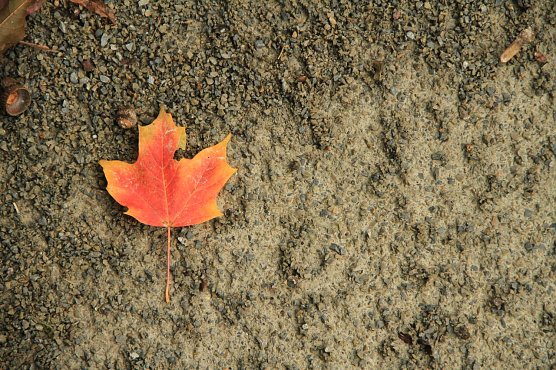 Nicht nur schön: Laub im Herbst (Foto: agl) Nicht nur schön: Laub im Herbst (Foto: agl)