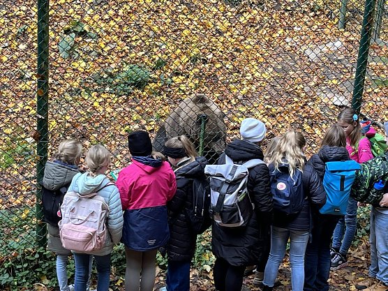 Die 5. Klassen des Humboldt-Gymnasiums waren zu Besuch im B&auml;renpark Worbis (Foto: Humboldt-Gymnasium)