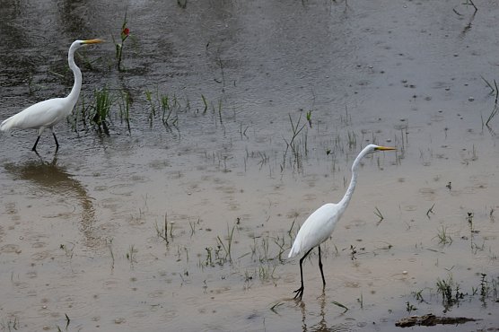 Weiße Reiher (Archiv) (Foto: emw) Weiße Reiher (Archiv) (Foto: emw)