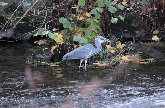 Graureiher in der Zorge (Foto: Peter Blei) Graureiher in der Zorge (Foto: Peter Blei)