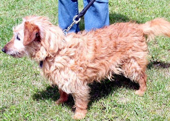 Suche Herrchen (Foto: rh)