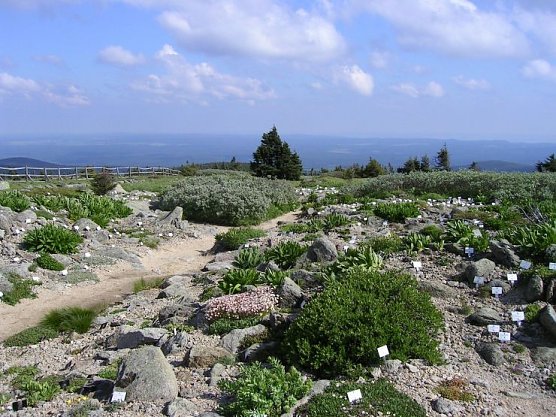 Brockengarten (Foto: Dr. Karste, Nationalpark Harz)