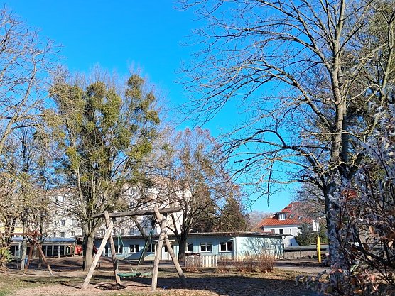Etliche B&auml;ume auf dem Areal des Montessori-Kindergartens in der Hardenbergstra&szlig;e gr&uuml;nen. Kein nat&uuml;rliches Laub, das sie schm&uuml;ckt. Ein hartn&auml;ckiger Feind ist dabei, sie zu killen: Misteln! Wird er nicht entfernt, ist das Schicksal der B&auml;ume besiegelt. (Foto: Rosalinde Frank)