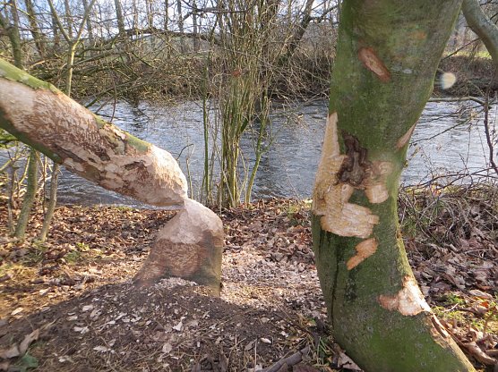 Biberspuren am Ilmufer (Foto: Marcus Orlam&uuml;nder)