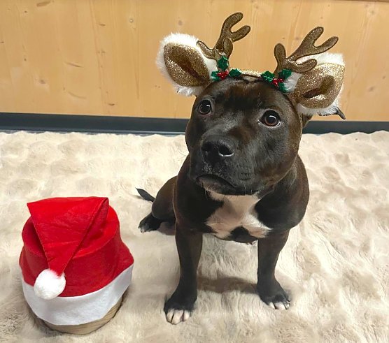 Weihnachtshund Erna (Foto: Denis & Jana Herbig) Weihnachtshund Erna (Foto: Denis & Jana Herbig)