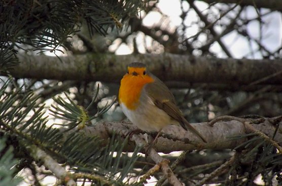 Rotkehlchen vor dem Fenster (Foto: Rosalinde Frank)