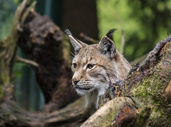 Symbolbild Luchs (Foto: Pixabay-VenomDesign)