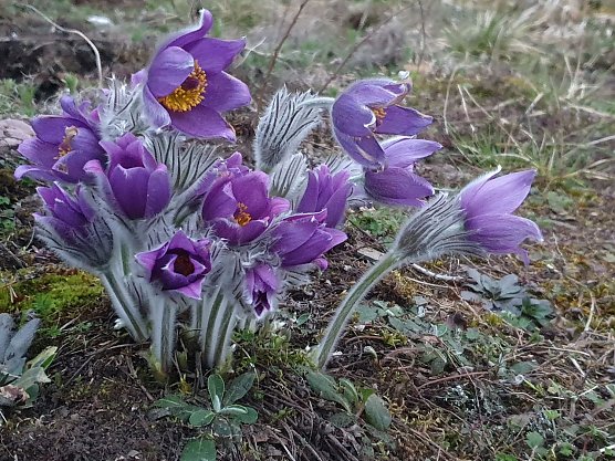 Im Gebiet um Nordhausen &ouml;ffnen sich allj&auml;hrlich noch an rund 800 Bl&uuml;tenst&auml;ngeln die violett leuchtenden Kronenbl&auml;tter der gesch&uuml;tzten und gef&auml;hrdeten Gew&ouml;hnlichen Kuhschelle: Zu denken geben sollte, dass wir Ehrenamtler mittlerweile alle Vorkommen dieser Art pflegen und betreuen m&uuml;ssen, um diese Zahl zu erhalten.  (Foto: Bodo Schwarzberg)