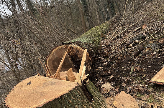 Gefallene Eiche am Park Hohenrode (Foto: Förderverein Park Hohenrode) Gefallene Eiche am Park Hohenrode (Foto: Förderverein Park Hohenrode)