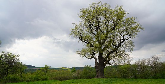 Stand wohl schon w&auml;hrend des 30-J&auml;hrigen Krieges auf dem Liethberg bei Krimderode: Flehm&uuml;llers Eiche (Foto: ssc)