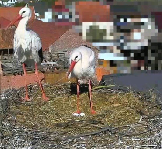 Das Storchpaar auf dem Nest in G&ouml;rsbach. (Foto: Andreas Rezhak)