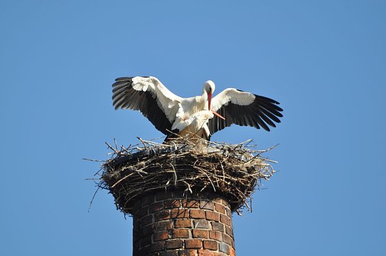 Weißstörche beim Liebesspiel. (Foto: Klaus Schmidt) Weißstörche beim Liebesspiel. (Foto: Klaus Schmidt)