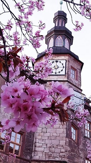 Die Kirschen vor dem Nordhäuser Rathaus blühen. (Foto: Svenja Hankel) Die Kirschen vor dem Nordhäuser Rathaus blühen. (Foto: Svenja Hankel)