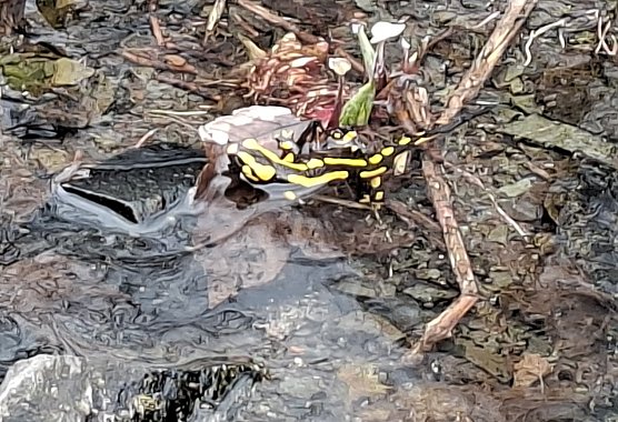 Feuersalamander (Foto: Bernd Fiebig) Feuersalamander (Foto: Bernd Fiebig)