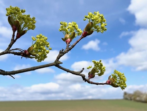 Bl&uuml;hender Ahorn (Foto: Diana Kupfer)