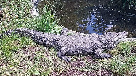 Nach zehn Jahren im Kleingarten ist Krokodil Theofil inzwischen in einem ordentlichen Domizil im Wiener Tiergarten Sch&ouml;nbrunn untergekommen (Foto: S. Dietzel/nnz-Archiv)