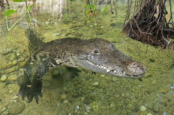 Der Neuank&ouml;mmling im Tiergarten Sch&ouml;nbrunn (Foto: Daniel Zupanc)