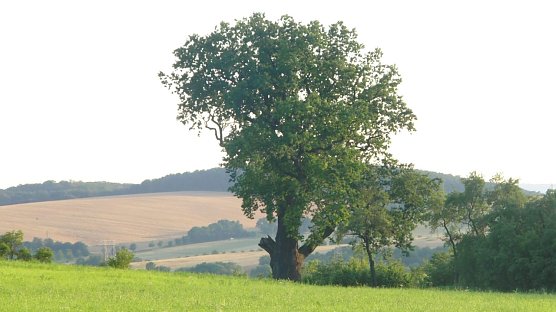 Die Flehm&uuml;ller Eiche am 12.07.2012. Der Stumpf des abgebrochenen Astes ist noch deutlich zu erkennen. (Foto: B. Schwarzberg)